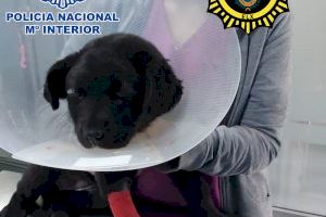 Maltracte animal a Elx: trenca els ossos del crani i deixa sense visió a una gosseta de tres mesos