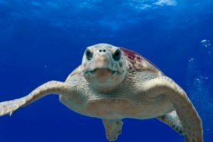 El Ayuntamiento de Elche se suma a la campaña “Tortugas en el Mediterráneo” de la Fundación Oceanogràfic para la preservación de la tortuga boba El Ayuntamiento de Elche se suma a la campaña “Tortugas en el Mediterráneo” de la Fundación Oceanogràfic para la preservación de la tortuga boba
