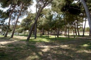 El joc dels Concerts al Pinar per guanyar quatre entrades dobles arriba demà