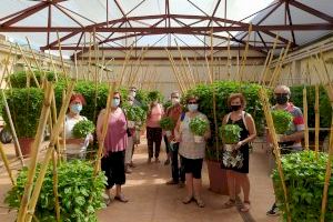 Bétera recibe a los primeros visitantes del Hort de les Alfàbegues - (foto 5) Bétera recibe a los primeros visitantes del Hort de les Alfàbegues - (foto 5)