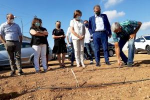 La Alcachofa de Benicarló mejorará su calidad vegetal gracias al apoyo de la Diputación - (foto 2) La Alcachofa de Benicarló mejorará su calidad vegetal gracias al apoyo de la Diputación - (foto 2)