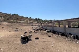 La Policía Local de Elche impide la venta ilegal de una decena de corderos vivos en una explotación ganadera
