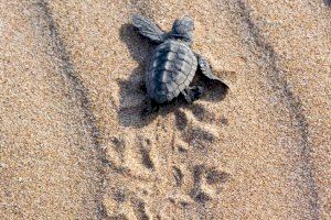 El Ayuntamiento se suma a la campaña ‘Alerta Tortuga’ en las playas de Alicante