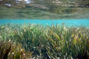 La Universidad de Alicante pone en marcha un proyecto para la formación en la protección de especies marinas