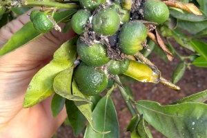 A la caza del cotonet: un depredador cubrirá 2.000 hectáreas de cultivo valenciano para salvar los cítricos A la caza del cotonet: un depredador cubrirá 2.000 hectáreas de cultivo valenciano para salvar los cítricos