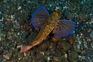 Los valencianos Héctor Ripollés y Lledó Bernat subcampeones de España de Video Submarino
