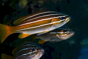 Los valencianos Héctor Ripollés y Lledó Bernat subcampeones de España de Video Submarino - (foto 3)