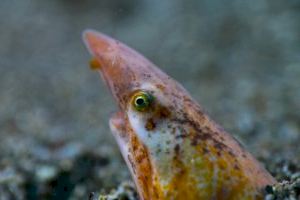 Los valencianos Héctor Ripollés y Lledó Bernat subcampeones de España de Video Submarino - (foto 5)
