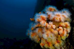 Los valencianos Héctor Ripollés y Lledó Bernat subcampeones de España de Video Submarino - (foto 6)