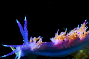 Los valencianos Héctor Ripollés y Lledó Bernat subcampeones de España de Video Submarino - (foto 7)