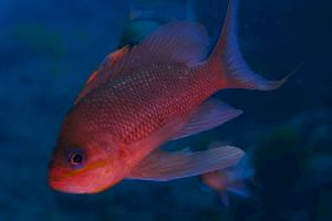 Los valencianos Héctor Ripollés y Lledó Bernat subcampeones de España de Video Submarino - (foto 8)