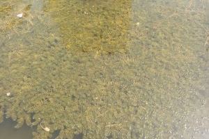 La mejora de la calidad del agua de los canales de l’Albufera al Palmar permite un crecimiento explosivo de vegetación subacuática - (foto 2)