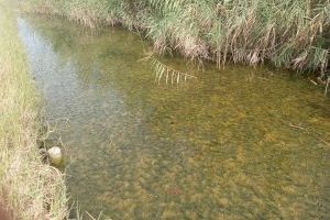 La mejora de la calidad del agua de los canales de l’Albufera al Palmar permite un crecimiento explosivo de vegetación subacuática - (foto 3)