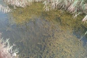 La mejora de la calidad del agua de los canales de l’Albufera al Palmar permite un crecimiento explosivo de vegetación subacuática - (foto 4)
