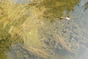 La mejora de la calidad del agua de los canales de l’Albufera al Palmar permite un crecimiento explosivo de vegetación subacuática - (foto 5)