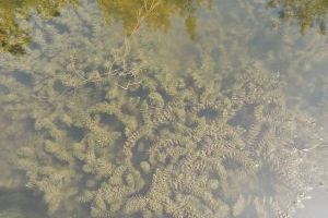 La mejora de la calidad del agua de los canales de l’Albufera al Palmar permite un crecimiento explosivo de vegetación subacuática - (foto 6)