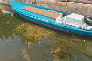 La mejora de la calidad del agua de los canales de l’Albufera al Palmar permite un crecimiento explosivo de vegetación subacuática