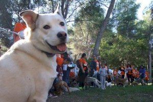 Vila-real impulsa la adopción animal con una feria el domingo 26 de septiembre Vila-real impulsa la adopción animal con una feria el domingo 26 de septiembre