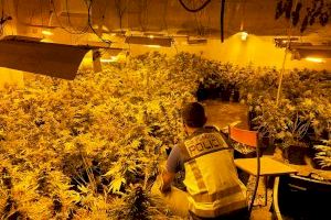 Desmantelado en Gandia un macro laboratorio de cultivo acelerado de plantas de marihuana con dos detenidos Desmantelado en Gandia un macro laboratorio de cultivo acelerado de plantas de marihuana con dos detenidos