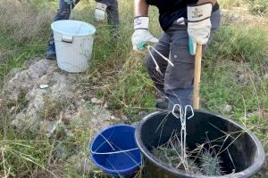 El Ayuntamiento de Llíria retira cerca de 300 kilos de residuos vegetales en la primera semana de los trabajos de eliminación de cactus
