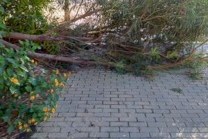 Los Verdes denuncian el estado de "abandono" del Parque ILO ILO en los balcones - (foto 3)