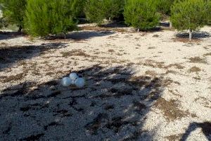 Los Verdes denuncian el estado de "abandono" del Parque ILO ILO en los balcones - (foto 8)
