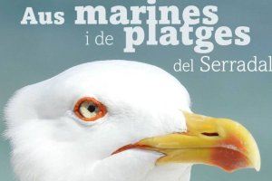 Castelló i SEO Bird Life organitzen noves activitats d'observació d'aus i voluntariat per a millorar la biodiversidad del litoral Castelló i SEO Bird Life organitzen noves activitats d'observació d'aus i voluntariat per a millorar la biodiversidad del litoral