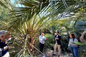 Orihuela prueba en el Palmeral un sistema pionero en el mundo en la detección precoz de picudo rojo Orihuela prueba en el Palmeral un sistema pionero en el mundo en la detección precoz de picudo rojo