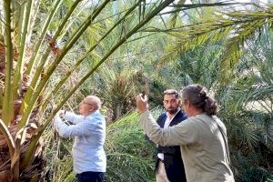Orihuela prueba en el Palmeral un sistema pionero en el mundo en la detección precoz de picudo rojo - (foto 2) Orihuela prueba en el Palmeral un sistema pionero en el mundo en la detección precoz de picudo rojo - (foto 2)
