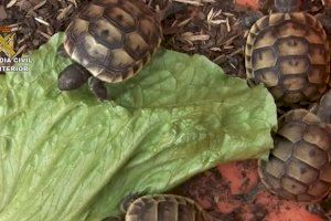 Investigan a un vecino de Moncofa por tener siete tortugas en grave peligro de extinción