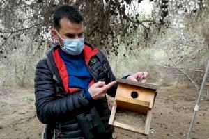 Les caixes niu han facilitat la reproducció d'espècies amenaçades en les Moles de Paterna