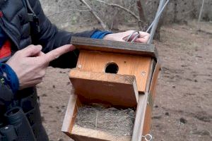 Las cajas nido han facilitado la reproducción de especies amenazadas en les Moles de Paterna - (foto 6)
