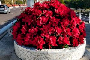 València se viste de Navidad con 5.000 flores de Pascua, distribuidas por todos los barrios y pueblos - (foto 3)