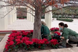 València se viste de Navidad con 5.000 flores de Pascua, distribuidas por todos los barrios y pueblos - (foto 4)