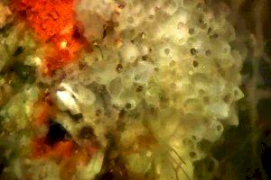 Adhesión de invertebrados bentónicos sobre la estructura carbonatada (Autor: Alejandro Carmona).