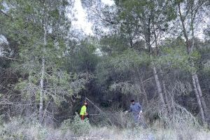 Comencen les actuacions per a la millora de massa i terrenys forestals a “la Casa del Tío Mariano” - (foto 2) Comencen les actuacions per a la millora de massa i terrenys forestals a “la Casa del Tío Mariano” - (foto 2)