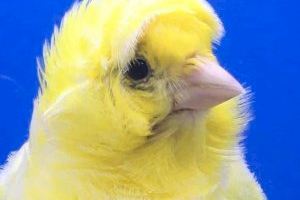 Un borrianenc campió mundial d'ornitologia esportiva - (foto 5)