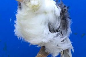 Un borrianenc campió mundial d'ornitologia esportiva - (foto 4)