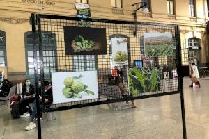 Una carxofa gegant de Benicarló al centre de València - (foto 3) Una carxofa gegant de Benicarló al centre de València - (foto 3)