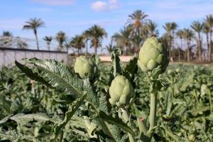La alcachofa de la Vega Baja colabora en una jornada técnica que abordará la calidad y digitalización del cultivo - (foto 2) La alcachofa de la Vega Baja colabora en una jornada técnica que abordará la calidad y digitalización del cultivo - (foto 2)