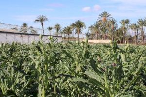 La alcachofa de la Vega Baja colabora en una jornada técnica que abordará la calidad y digitalización del cultivo La alcachofa de la Vega Baja colabora en una jornada técnica que abordará la calidad y digitalización del cultivo