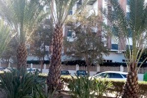 La Plaza 11 de Marzo gana en visibilidad tras los trabajos de jardinería realizados por la SAG - (foto 2) La Plaza 11 de Marzo gana en visibilidad tras los trabajos de jardinería realizados por la SAG - (foto 2)