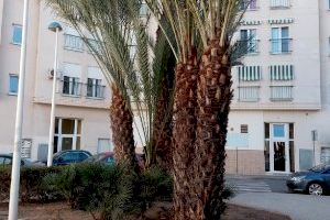 La Plaza 11 de Marzo gana en visibilidad tras los trabajos de jardinería realizados por la SAG - (foto 3) La Plaza 11 de Marzo gana en visibilidad tras los trabajos de jardinería realizados por la SAG - (foto 3)