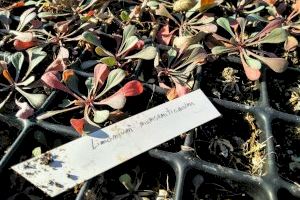 Els joves de Càrcer s’impliquen en la protecció del riu Sellent