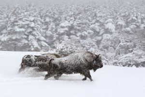 Cultura de la Generalitat presenta en la Filmoteca de València el documental ecologista sobre fauna salvatge ‘Las estaciones’ Cultura de la Generalitat presenta en la Filmoteca de València el documental ecologista sobre fauna salvatge ‘Las estaciones’