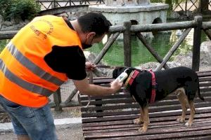 La campaña de asesoramiento hacia los animales de compañía consiguen el registro de 109 perros en el censo municipal - (foto 2) La campaña de asesoramiento hacia los animales de compañía consiguen el registro de 109 perros en el censo municipal - (foto 2)