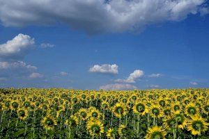 La falta de aceite de girasol no es por la guerra de Ucrania sino por la compra compulsiva