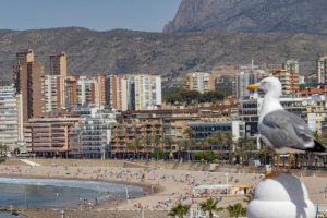 Benidorm destina 8 millones procedentes del ahorro de 2021 a aumentar las ayudas a familias y empresas Benidorm destina 8 millones procedentes del ahorro de 2021 a aumentar las ayudas a familias y empresas