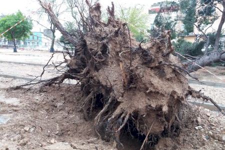 L’Ajuntament d’Algemesí obri un expedient a l’empresa adjudicatària de les obres del Parc Salvador Castell