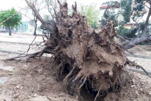 L’Ajuntament d’Algemesí obri un expedient a l’empresa adjudicatària de les obres del Parc Salvador Castell